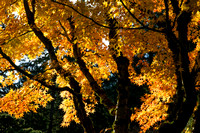 Late Fall Season in Oregon
